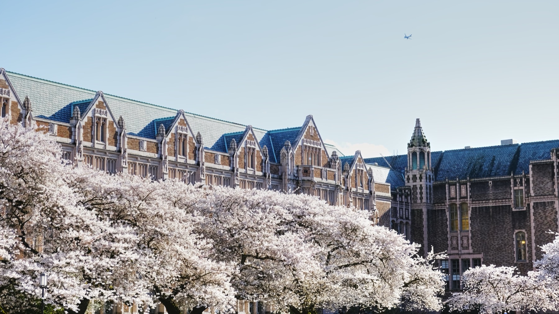 White cherry blossom trees in full bloom in front of brick university buildings with slate roofs, under a pale blue sky.